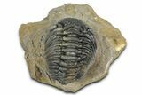Detailed Phacopid (Morocops) Trilobite - Foum Zguid, Morocco #363157-2